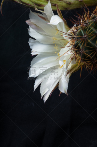 仙人掌,桶仙人掌,垂直画幅,芳香的,下水塞,装管,荆棘,尖利,夏天,干的