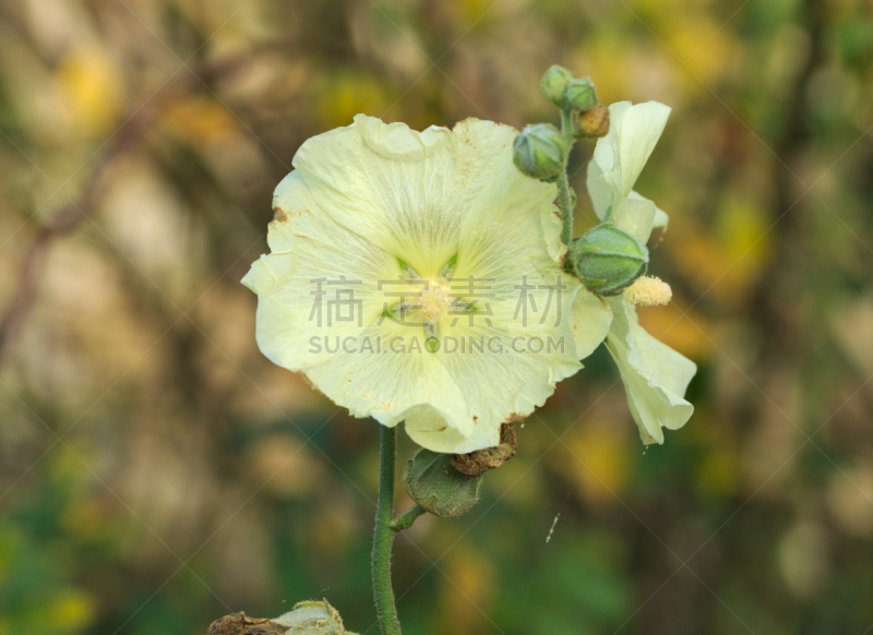 蜀葵,黄色,美,水平画幅,无人,夏天,特写,明亮,花束,花蕾