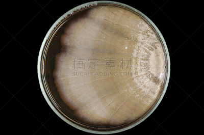褐色,真菌,明胶,盘子,皮氏培养皿,霉菌,餐具,生物科技,水平画幅,酵母