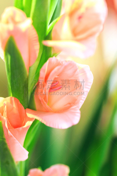 剑兰,田园风光,室内,夏天,春天,明亮,式样,芳香的,自然美,美
