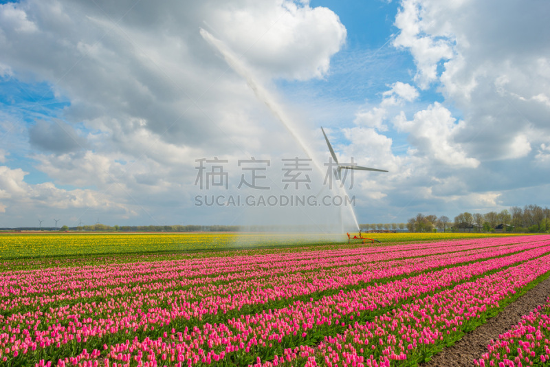 灌溉设备,郁金香,田地,春天,高压水炮,自动喷水机,福力沃兰,洒水机,天空,水平画幅