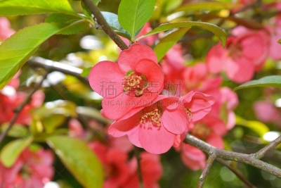 Japanese quince (Chaenomeles japonica) flowers