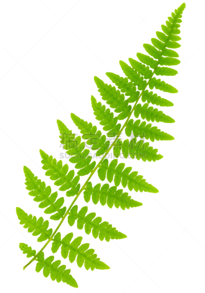 叶子,蕨类,大特写,白色背景,分离着色,透镜,维管束,欧洲蕨,孢子,复叶