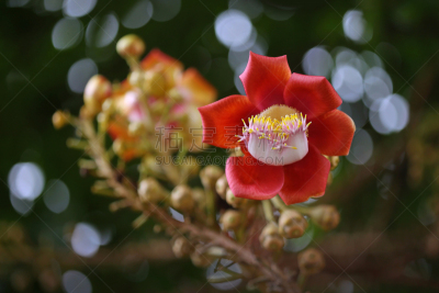 美,灵性,芳香的,水平画幅,无人,户外,花蕾,越南,植物