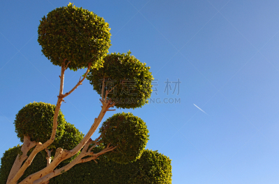 球体,华贵,树木造型,园林,沙姆谢伊赫,埃及,度假胜地,概念,度假,树
