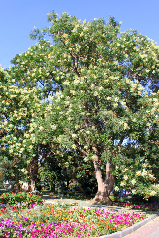 金合欢树,派克大街,洋槐,克里米亚,东弗里西亚,蝗虫,垂直画幅,芳香的,夏天,明亮