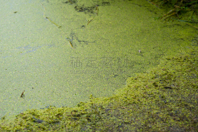 水,湖,肮脏的,绿色,藻青菌,浮游生物,水平画幅,无人,湿
