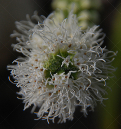 白色,鹿舌草,垂直画幅,植物,美国,无人,摄影,花