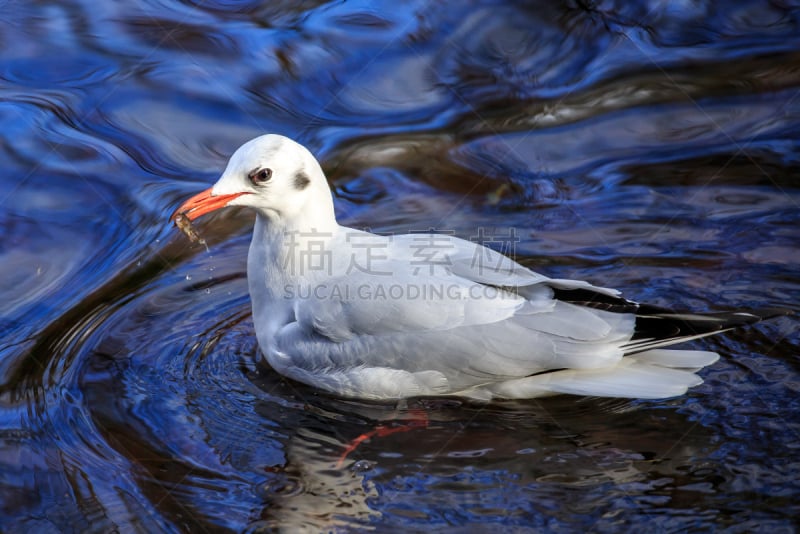 水,蓝色,黑头海鸥,美,水平画幅,无人,鸟类,stickleback,捕捞鱼,户外