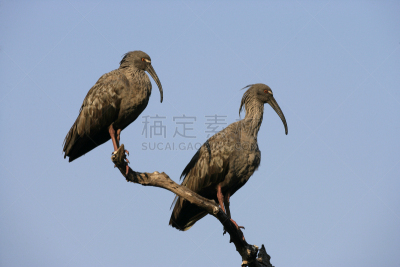铅色鹮,自然,南美,水,朱鹭,野生动物,水平画幅,无人,鸟类,野外动物