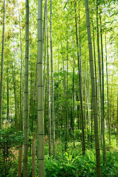 竹林,笋,竹子叶,有节疤的木料,自然,垂直画幅,天空,美,绿色,枝繁叶茂