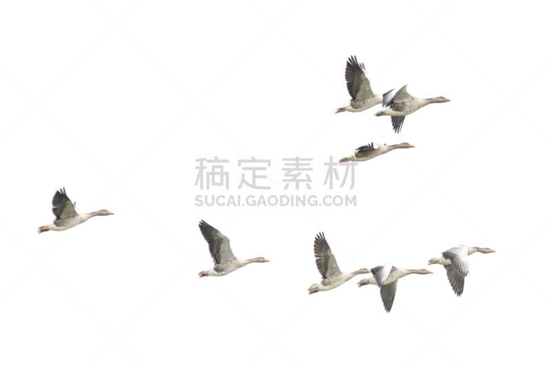 灰雁,雁属,野外动物,公亩,水,褐色,水平画幅,欧亚大陆,鸟类,圣诞的第六天