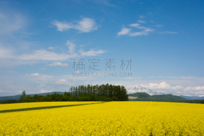 田地,山,花朵,油菜花,雪,连续性,旭岳火山,大雪山,北海道,留白