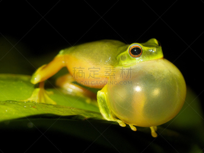 漂亮绿树蛙,新南威尔士,水平画幅,绿色,青蛙,声囊,澳大利亚,闪光灯照明,两栖纲,动物喊叫