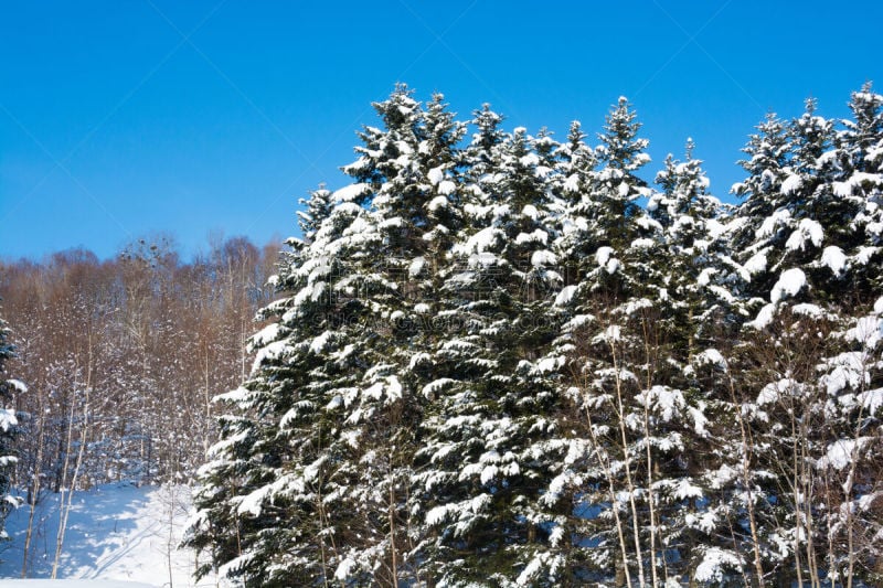 雪,木制,青绿色,天空,自然,留白,松树,水平画幅,郊区,无人