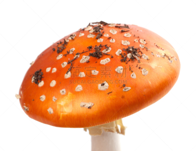 肮脏的,毒蝇菇,蘑菇,切片食物,水平画幅,无人,斑驳的,特写,毒蘑菇,干小皮伞菌