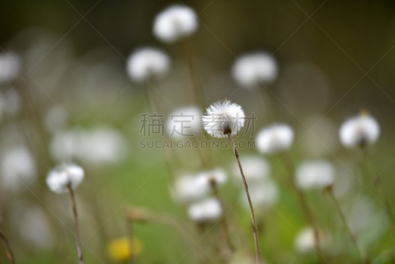 夏天,干的,毛绒绒,蒲公英,水平画幅,蒲公英种子,无人,草,特写,球体