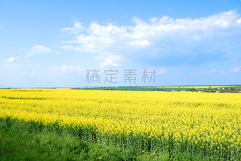 天空,黄色,田地,蓝色,农业,云,草,自然美,春天,农场