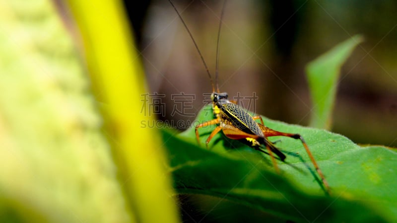 自然,沙巴州,自然美,婆罗洲岛,京那峇鲁山,图像,无人,植物,户外,水平画幅