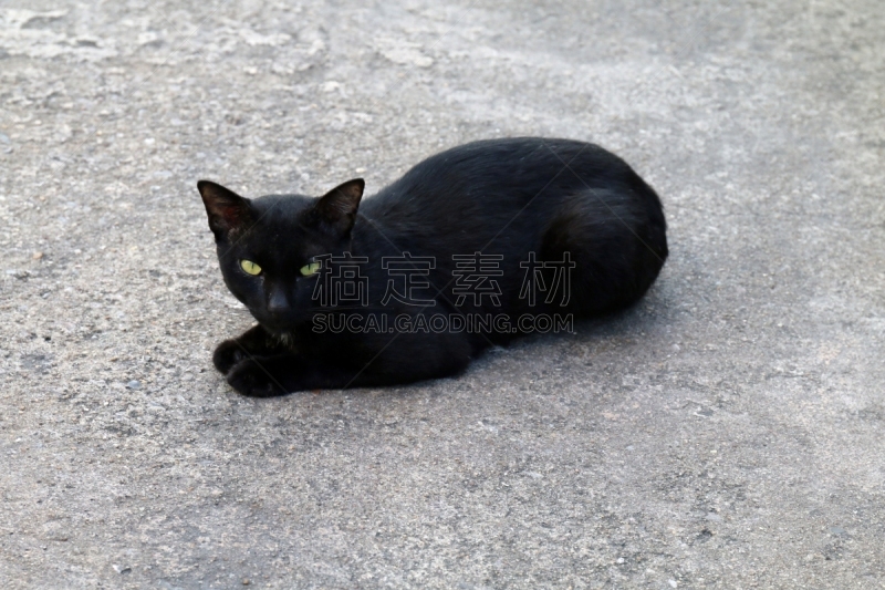 猫,黑色,丑陋,水平画幅,动物身体部位,户外,泰国,人的眼睛,希腊,痛苦