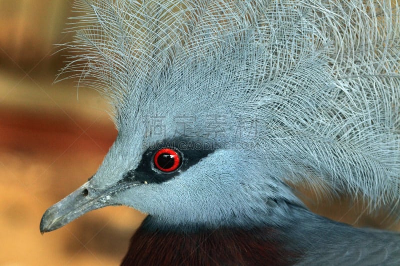 有冠鸽,scheepmaker's crowned pigeon,南,自然,野生动物,巴布亚新几内亚,水平画幅,蓝色,鸟类,动物身体部位