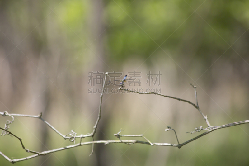 蓝额疏脉蜻,水,水平画幅,无人,夏天,沼泽,户外,生物学,两翼昆虫,人的眼睛