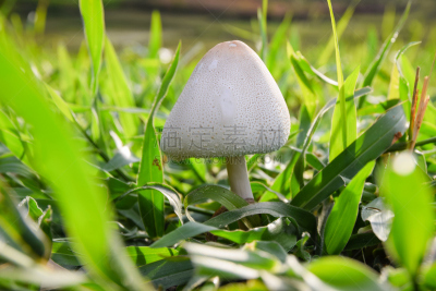 有毒物质,蘑菇,自然,水平画幅,无人,有毒生物体,苔藓,材料,特写,毒蘑菇