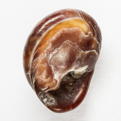 贝壳,水,美,形状,无人,软体动物,纪念品,几何形状,图像,特写