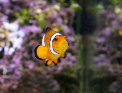 水族馆,橙色,海洋,白色,图像,海葵,海底总动员,鱼食,小丑鱼,海葵鱼
