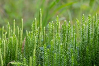 石松科,植物,水平画幅,绿色,彩色图片,无人,多年生植物,图像,特写,摄影