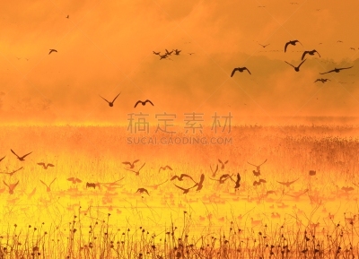 宫城县,izunuma,黎明,户外,秋天,冬天,早晨,自然,风景,图像