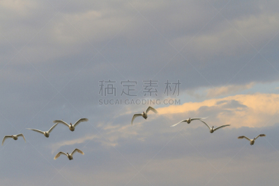 天鹅,非凡的,天空,背景幕,自然,野生动物,水平画幅,优美,蓝色,鸟类
