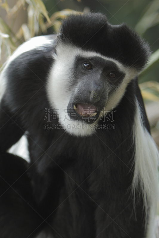 叶猴,black and white colobus,垂直画幅,野生动物,无人,猴子,野外动物,户外,一只动物,哺乳纲