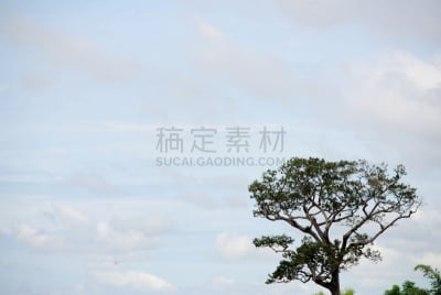 尤脑香科树,自然,水平画幅,无人,蓝色,枝,背景,树荫,摄影