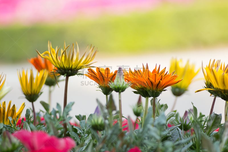 侧面视角,菊花,高阳市,杂色菊属,自然,拍摄场景,野生动物,水平画幅,生物,无人