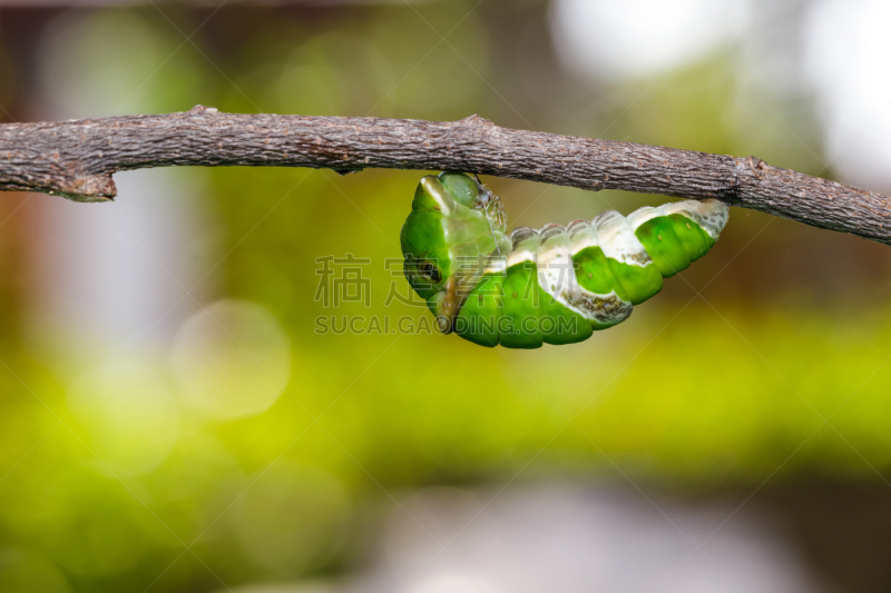 茧,毛虫,大摩门蝶,水平画幅,蝴蝶,巨大的,户外,生物学,非凡的,复杂性