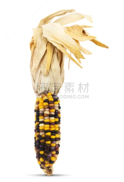 印第安玉米,分离着色,垂直画幅,褐色,无人,古老的,生食,老玉米,园艺,蔬菜