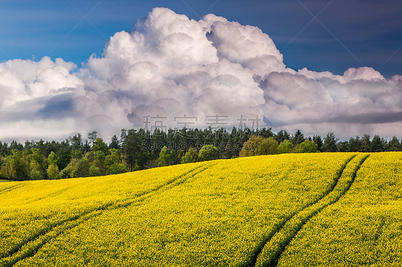 油菜花,自然,天空,水平画幅,无人,户外,农作物,田地,2015年,云