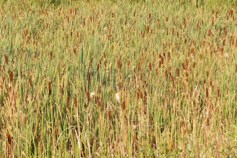 Rohrkolben im Rübker Moor