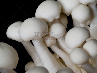 蘑菇,微距,山毛榉树,姬菇,水平画幅,无人,偏远的,黑色,脆弱,食用菌