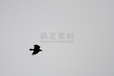 多云,山鸟类,平衡折角灯,背景分离,自由,野生动物,云,翅膀,加拿大,动物