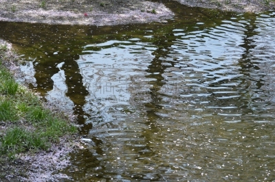 樱花,雪花,公亩,爱知县,林荫大道,河岸,风,水平画幅,无人,日本
