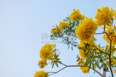 天空,银色,小号,黄金,黄色,在下面,留白,树,花,复制