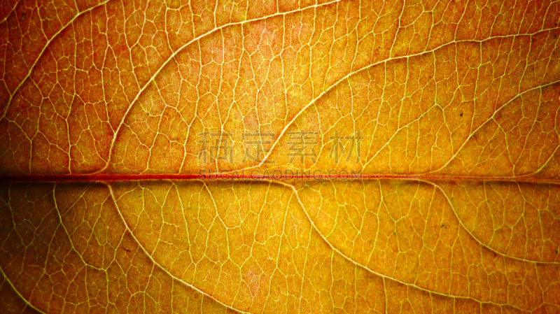 Plan très rapproché d'une feuille en automne