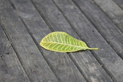 叶子,特写,昂布鲁瓦托马斯,胸腔,美,水平画幅,纹理效果,枝繁叶茂,无人,户外