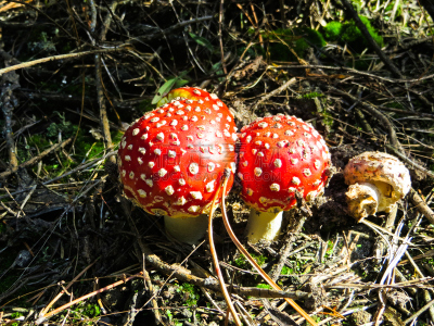 有毒生物体,森林,毒蝇菇,蘑菇,褐色,水平画幅,无人,户外,生物学,草
