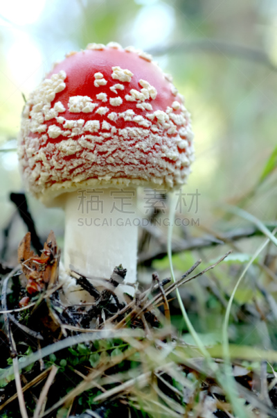毒蝇菇,特写,蔬菜,食品,公园,小的,背景,真菌,户外,纹理