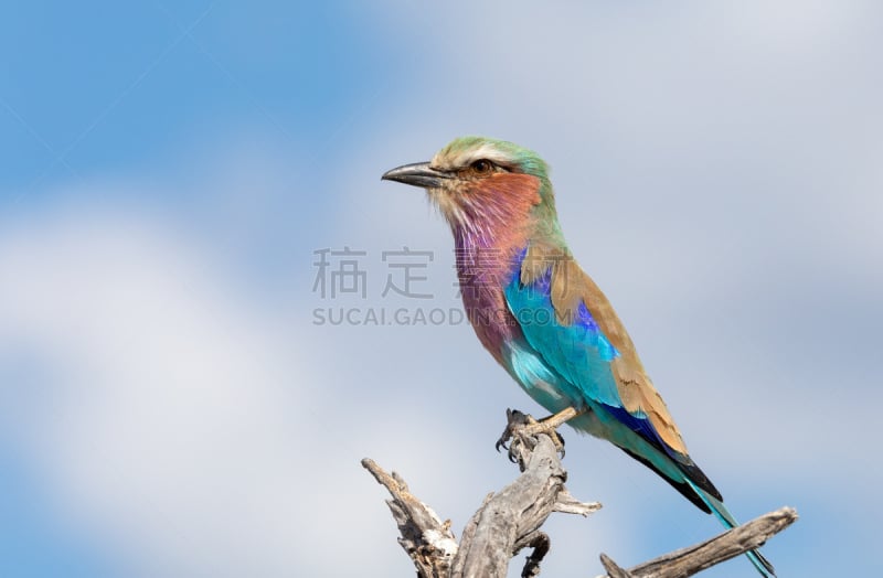 野生动物,非洲,紫色,传送带,国内著名景点,环境,环境保护,动物,鸟类,2018