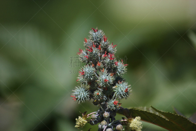 蓖麻,自然,水平画幅,绿色,水果,无人,有毒生物体,健康保健,果树,生物学