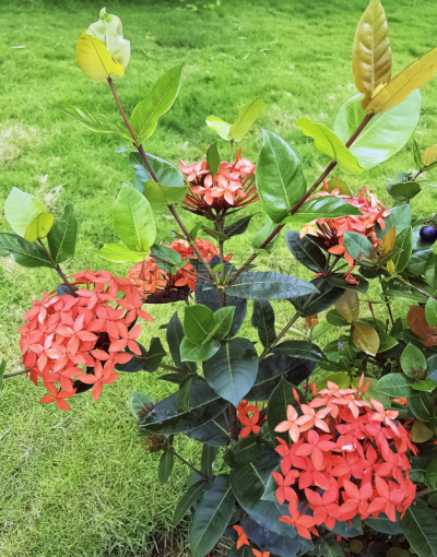 茜草科,花朵,茉莉,接力赛,植物群,家庭,西印度群岛,伊克索拉,清新,热带气候